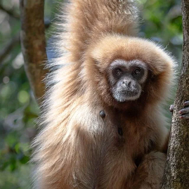 Monkeyland — reference photograph of the place.