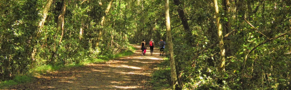 Diepwalle Forest Black Walk.