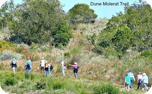 Cape Dune Mole-Rat Trail.