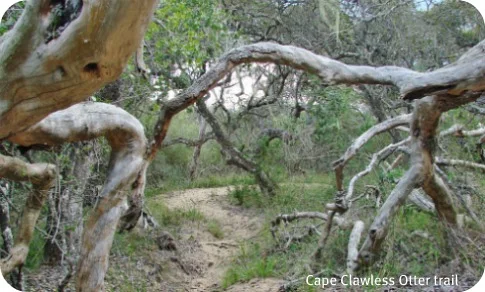 Dune forest on the Cape Clawless Otter Trail.