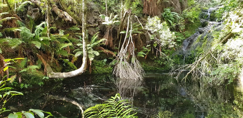 Scene from the Circles in the Forest trail photo gallery.
