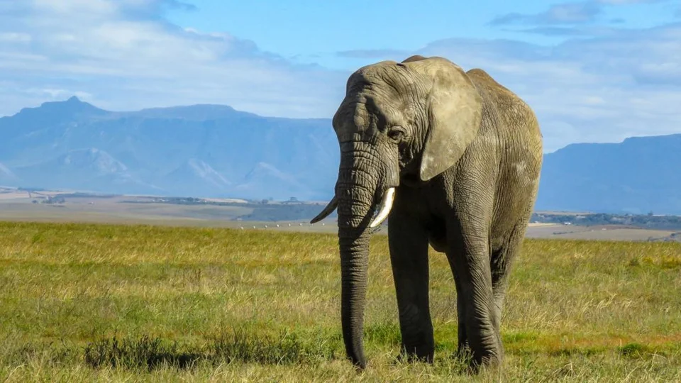 Elephants at Garden Route Game Lodge — reserve reference photograph; not a promise of sightings on a day safari.