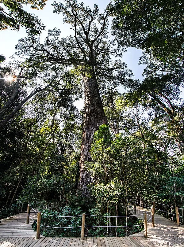 Tsitsikamma Big Tree — reference photograph of the place.