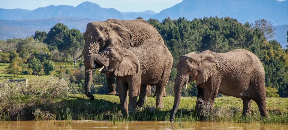 Knysna Elephant Park — reference photograph of the place.