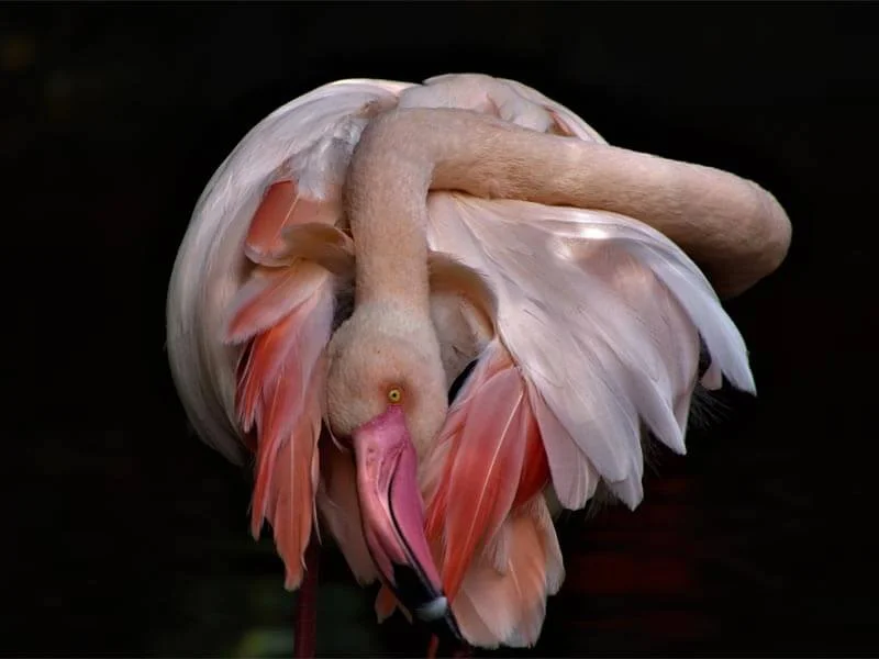 Flamingo pictured by Birds of Eden — sanctuary reference photograph, not a visitor animal-handling activity.