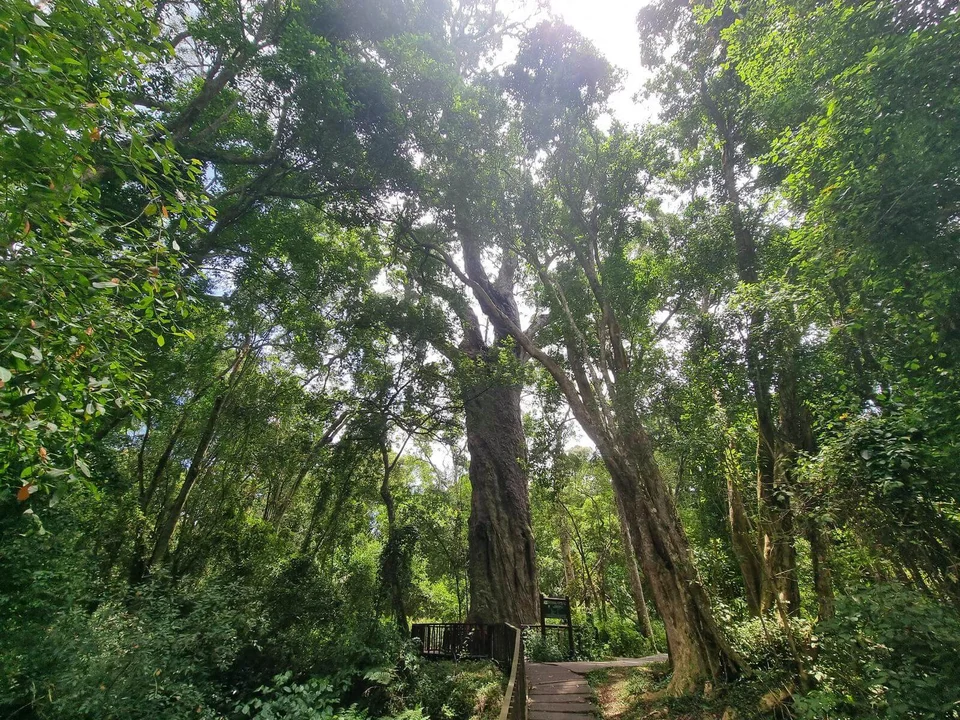 Woodville Big Tree.