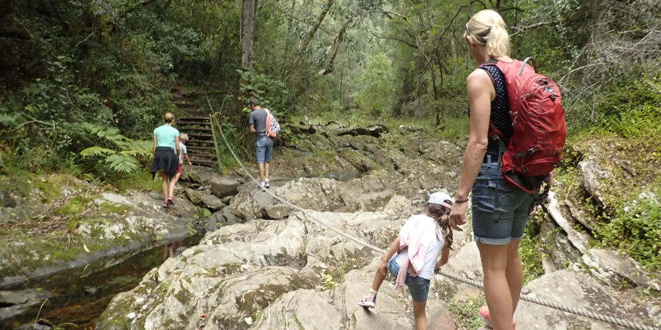 Terblans Trail in the Knysna forest.
